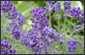 Image of Honey Lavender.