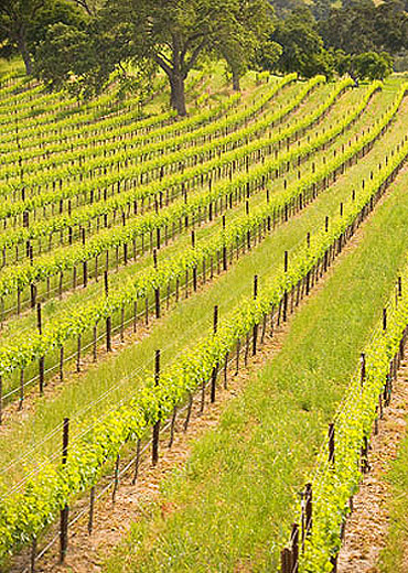 Image of a flourishing vineyard.